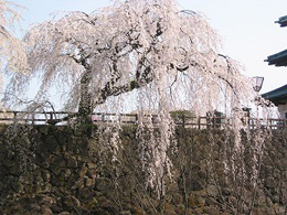 御滝桜（オタキザクラ）　本丸