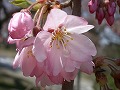 枝垂桜、紅枝垂れ