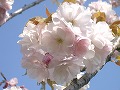 日暮