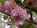 ひよどり桜