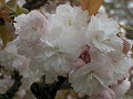 市原虎の尾