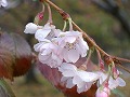 十月桜