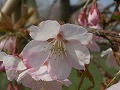 大寒桜（安行寒桜）