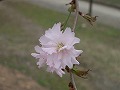 鴛鴦桜