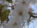 佐野桜