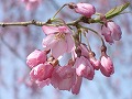 枝垂桜、紅枝垂れ