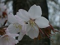 根尾谷の「淡墨桜」（実生）