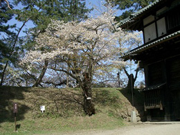 正徳桜(品種不明)　二の丸