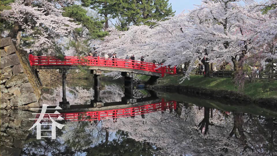 弘前公園の桜