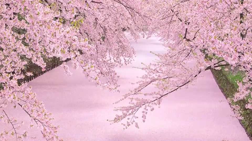 弘前公園の桜